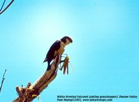 White-fronted Falconet - Microhierax latifrons