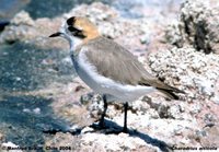 Puna Plover - Charadrius alticola