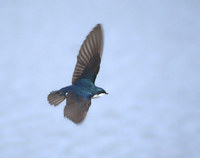 Tree Swallow (Tachycineta bicolor) photo