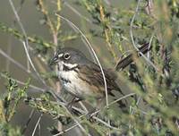Bell's (Sage) Sparrow (Amphispiza belli) photo