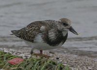 Ruddy Turnstone - Arenaria interpres