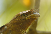 Ceylon Frogmouth - Batrachostomus moniliger