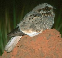 White-winged Nightjar - Caprimulgus candicans