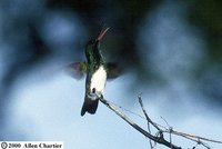 Snowy-bellied Hummingbird - Saucerottia edward