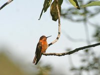 Shining Sunbeam - Aglaeactis cupripennis