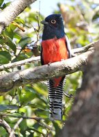 Blue-crowned Trogon - Trogon curucui