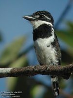 Pied Puffbird - Notharchus tectus