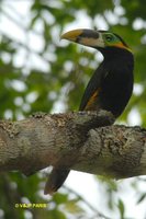 Gould's Toucanet - Selenidera gouldii