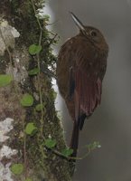 Tyrannine Woodcreeper - Dendrocincla tyrannina