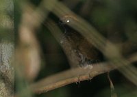 Rufous-capped Antthrush - Formicarius colma