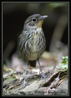 Santa Marta Antpitta - Grallaria bangsi