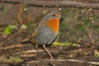 Chucao Tapaculo - Scelorchilus rubecula