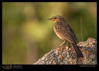 Long-billed Pipit - Anthus similis