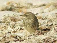 Rock Pipit - Anthus petrosus