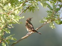 Grasshopper Warbler - Locustella naevia