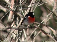 Scarlet Robin - Petroica multicolor