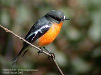 Flame Robin - Petroica phoenicea