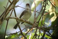 Rufous-crowned Babbler - Malacopteron magnum