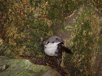 Southern Logrunner - Orthonyx temminckii