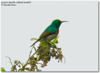 Greater Double-collared Sunbird - Cinnyris afer