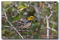 Golden-cheeked Warbler - Dendroica chrysoparia