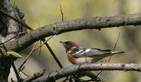 Bay-breasted Warbler - Dendroica castanea