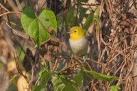 Yellow-headed Warbler - Teretistris fernandinae