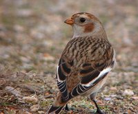 Snow Bunting - Plectrophenax nivalis