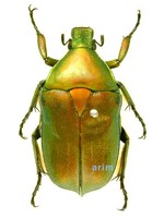 Pseudotorynorrhina japonica - 풍이
