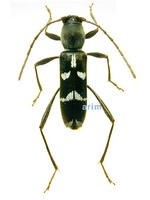 꼬마긴다리범하늘소 - Rhaphuma diminuta