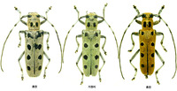 팔점긴하늘소 - Saperda octomaculata
