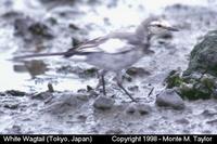 White Wagtail  (Tokyo, Japan)