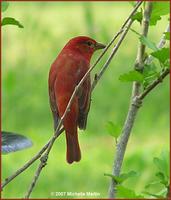 042407 summer tanager male5.jpg