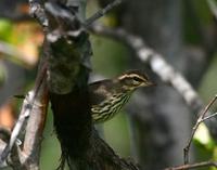 Northern Waterthrush