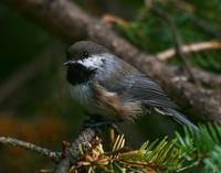 Boreal Chickadee