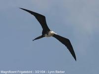 Magnificent Frigatebird (Fregata magnificens)