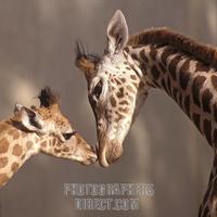 Mothers darling stock photo