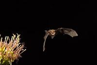 Cave Myotis ( Myotis velifer ) Flying near agave plant ( Agave sp . ) Amado , Arizona , United S...