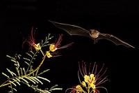 Lesser Long-nosed Bat ( Leptonycteris curasoae ) Endangered species Mesquite Branch ( Prosopis p...
