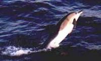 Common Dolphin