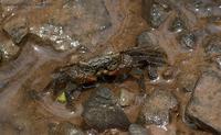 crab