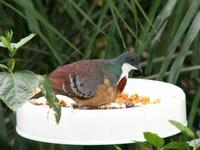 Mindanao Bleeding-heart