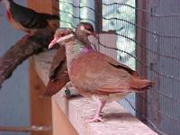 Key West Quail Dove Geotrygon chrysia