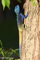 Blue-headed tree agama (Acanthocerus atricollis)