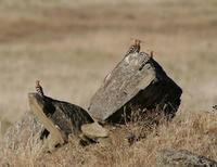 Hoopoes (Upupa epops)