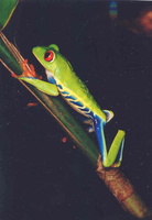 : Agalychnis callidryas; Red-eyed Tree Frog