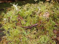 : Aneides vagrans; Wandering Salamander