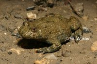 : Bombina variegata; Yellow-bellied Toad