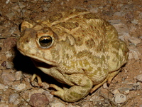 : Bufo cognatus; Great Plains Toad