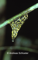 : Dendropsophus parviceps